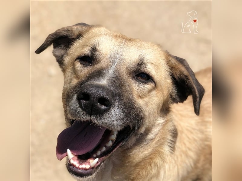 Nala - ca. 2 Jahre jung - sucht ihre Menschen