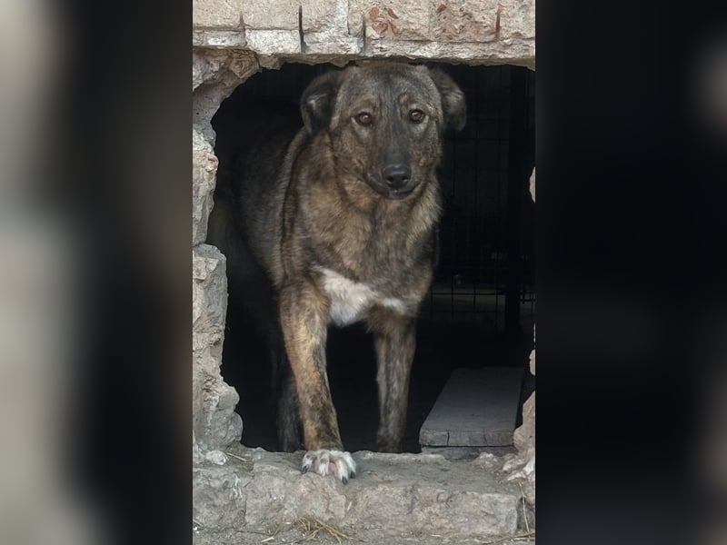 ⭐️AVA⭐️, toller Name, tolle Hündin, 2 Jahre, 52 cm, Mischling, Tierschutz Rumänien