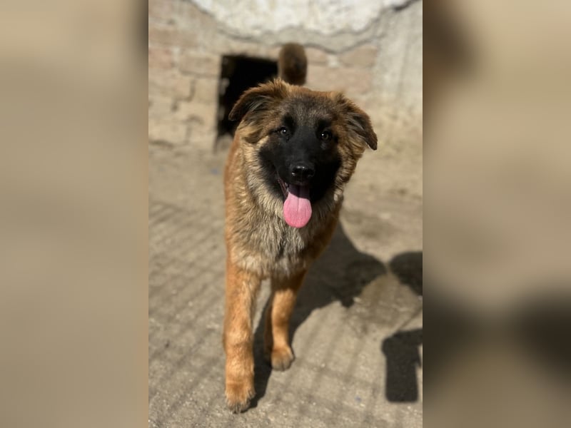 TET, aktiver Jungspund, 8 Monate, 56 cm, Mischling, Tierschutz Rumänien