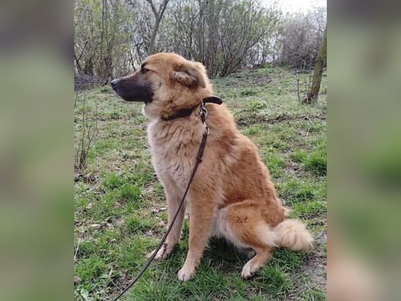 Mabo Tierschutzhund sucht ein Zuhause