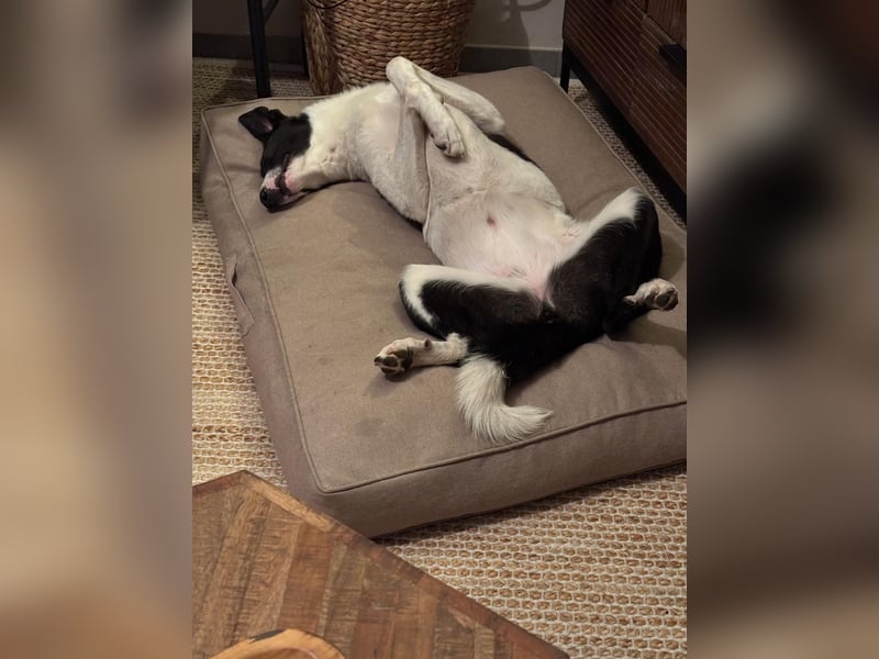 YAELA, superliebe Kuschelmaus, 2,5 Jahre, 52 cm, Mischling, Tierschutz Rumänien, Pflegestelle Köln