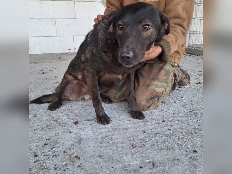 Junghund 884934 - noch ohne Namen