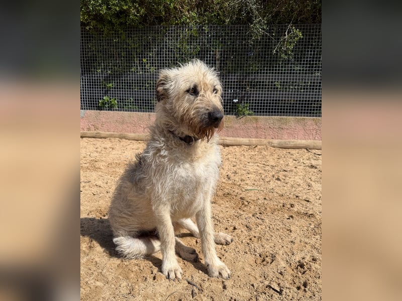 Aufgeschlossener Wooly wartet auf sein Happy End in Portugal!