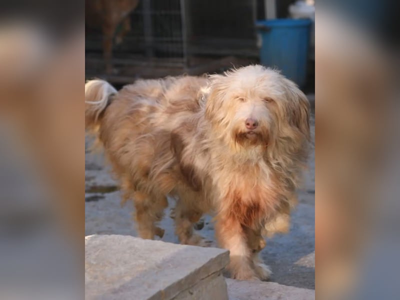 *Notfell* JESSICA, Hündin, 11 Jahre, 53 cm, Mischling, Tierschutz