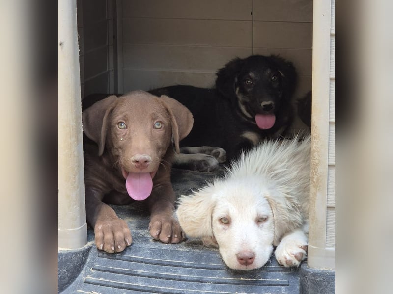 ⭐️DEALY⭐️, sanfte Schönheit, Hündin, 11 Monate, ca. 55 cm, Mischling, Tierschutz