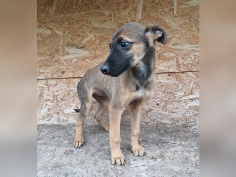 Seppl Tierschutzhund sucht ein Zuhause