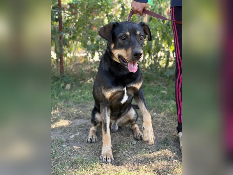 Lemmi,  hübscher Kerl sucht seine Familie