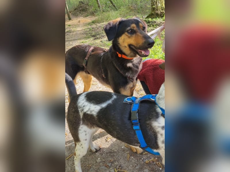 EDO, Küsschen-King, 1 Jahr, 57 cm, Mischling, Tierschutz Rumänien, Pflegestelle Hennef