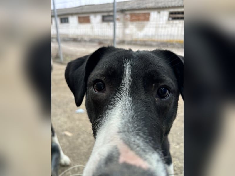 ⭐️YASIN⭐️, freundlicher Rüde, 2,5 Jahre, 55 cm, Mischling, Tierschutz