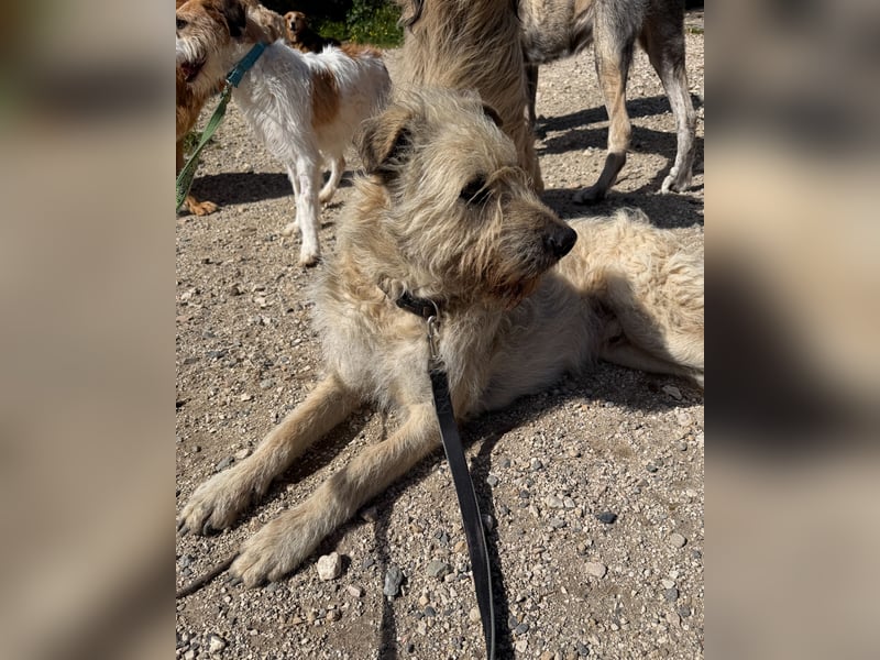 Aufgeschlossener Wooly wartet auf sein Happy End in Portugal!