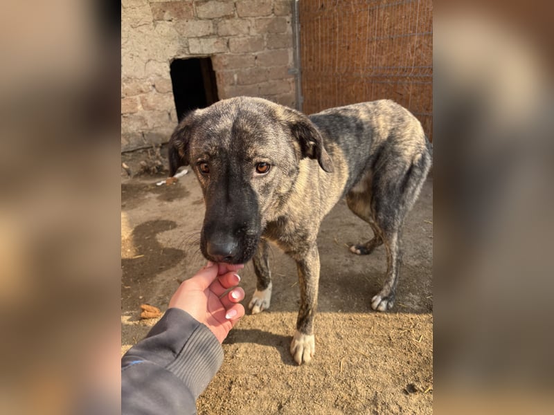 Notfell ⭐️ARI⭐️, besondere Hundeseele, Rüde, 2 Jahre, 55cm, Mischling, Tierschutz