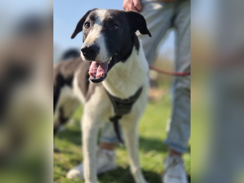 YAELA, superliebe Kuschelmaus, 2,5 Jahre, 52 cm, Mischling, Pflegestelle Köln, Tierschutz Rumänien