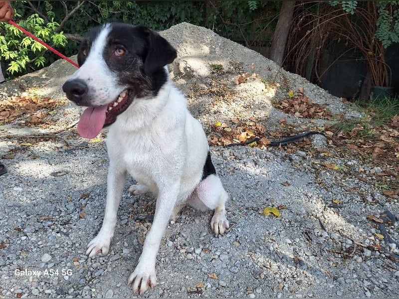 Rüde Balu sucht sein Zuhause
