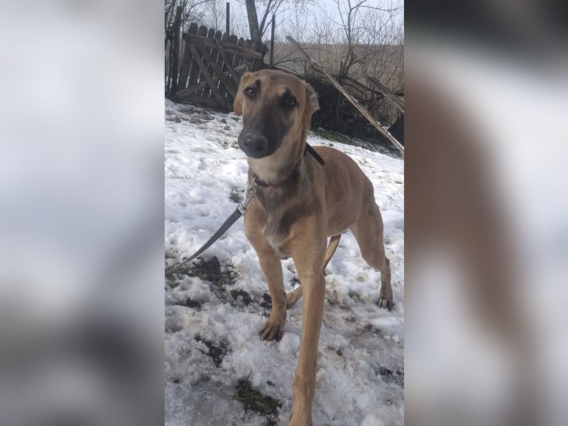 Saphira Tierschutzhund sucht ein Zuhause