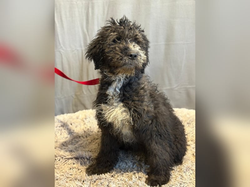 Cézi möchte so gerne dazugehören