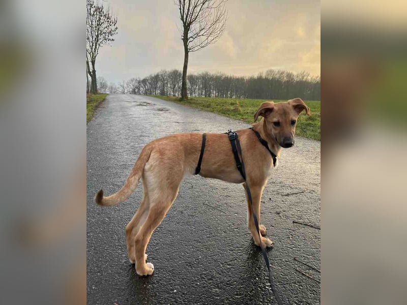 FELICY, smarter Windhund-Mix, 6 Monate, 54 cm, Tierschutz, Pflegestelle Kürten