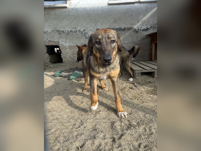 ⭐️AMY⭐️, unkomplizierte Hündin, 2 Jahre, 59 cm, Mischling, Tierschutz Rumänien