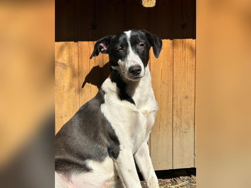 ⭐️GERDI⭐️, herzliche Hündin, 2,5 Jahre, 57 cm, Mischling, Tierschutz