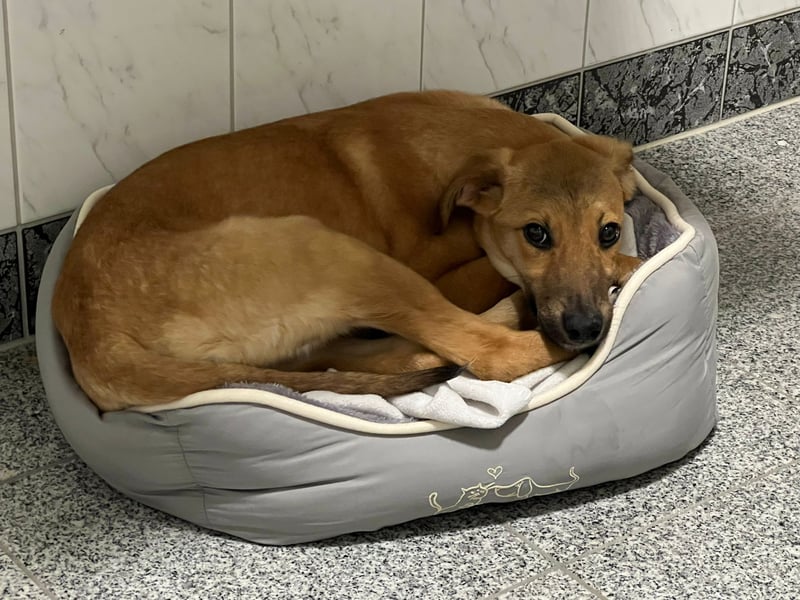 FELICY, smarter Windhund-Mix, 6 Monate, 54 cm, Tierschutz, Pflegestelle Kürten