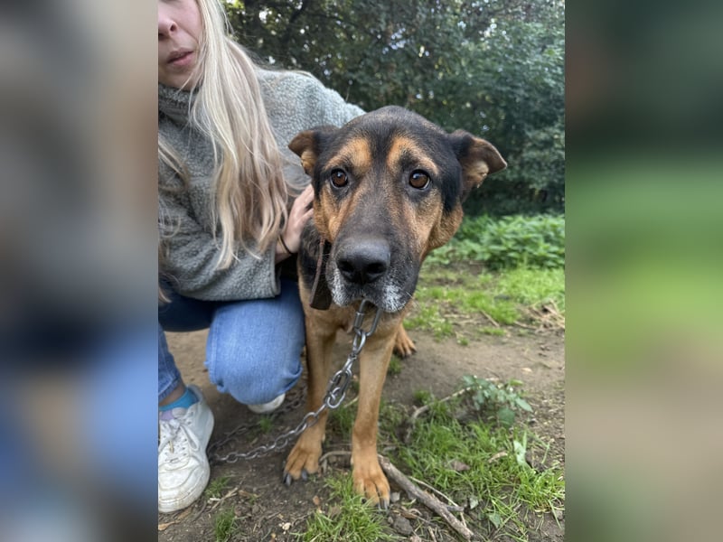 Rexi - Darf ich noch einmal ankommen dürfen?