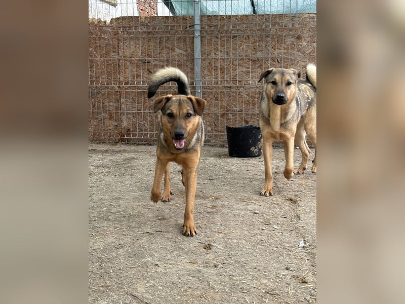 ⭐️WUMMEL⭐️, Herzenshund, Rüde, 2,5 Jahre, 52 cm, Mischling, Tierschutz Rumänien