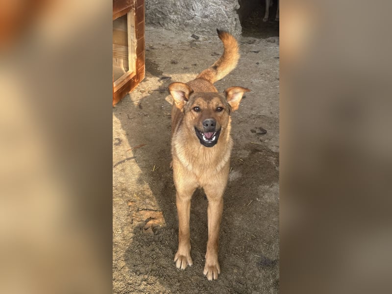 ⭐️BROWN BEAUTY⭐️, feinfühlige Hündin, 2 Jahre, 55 cm, Mischling, Tierschutz Rumänien