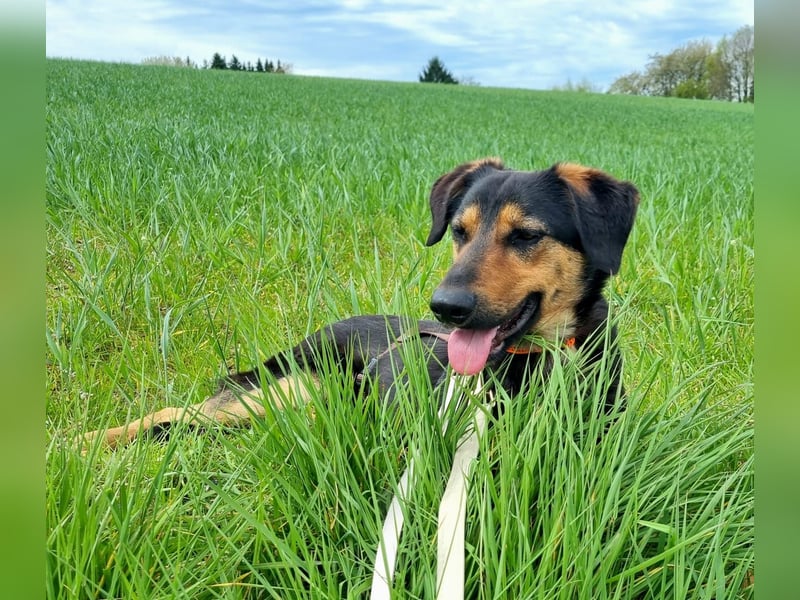 EDO, Küsschen-König, 1 Jahr, 57 cm, Mischling, Pflegestelle 53773, Tierschutz Rumänien
