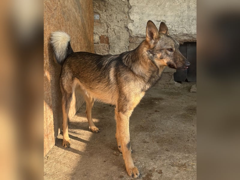 ⭐️BIBO⭐️, rücksichtsvoller Sonnenschein, Rüde, 1,5 Jahr, 55 cm, Mischling, Tierschutz