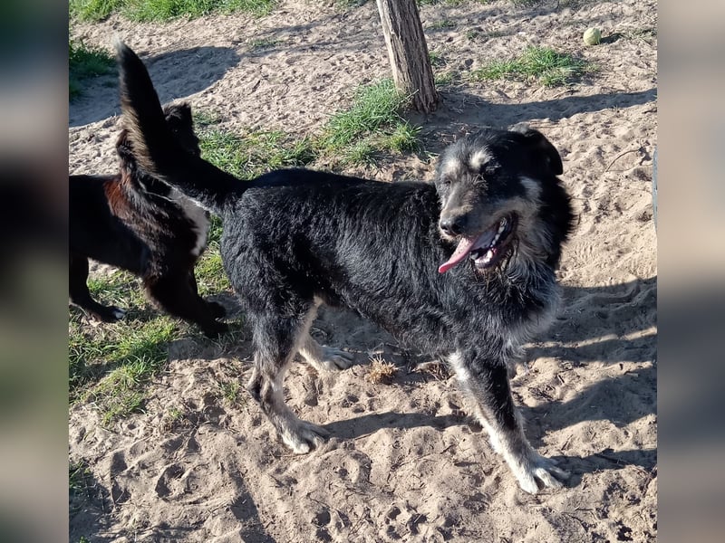 Hermiusz - Will dein Vertrauen gewinnen!