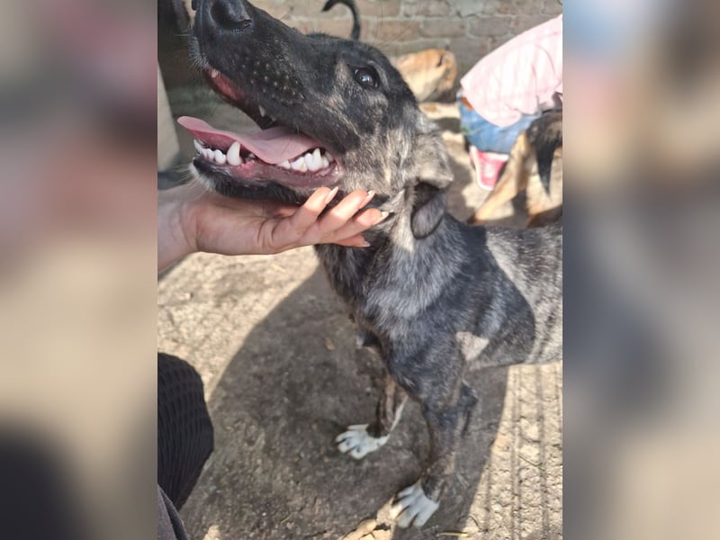 ⭐️AVA⭐️, toller Name, tolle Hündin, 2 Jahre, 52 cm, Mischling, Tierschutz Rumänien