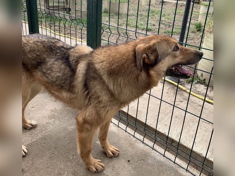 ⭐️SINA⭐️, reizende Tratschtante, Hündin, 8 Jahre, 53 cm, Mischling, Tierschutz