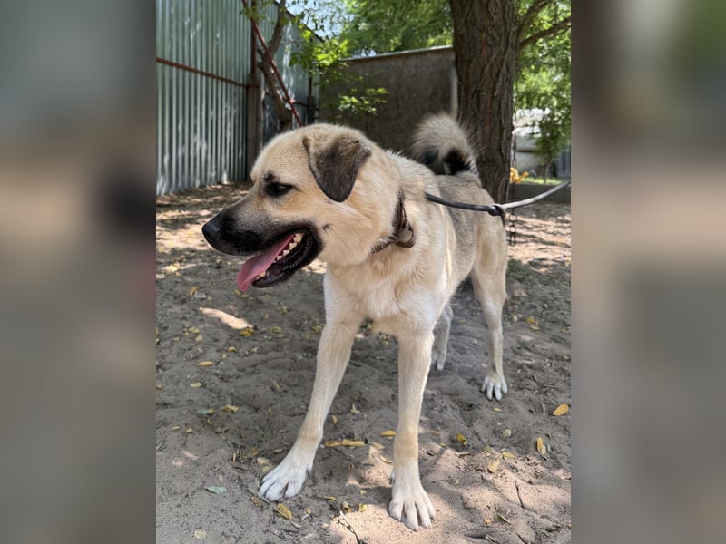 Csimo - warum wird er immer übersehen