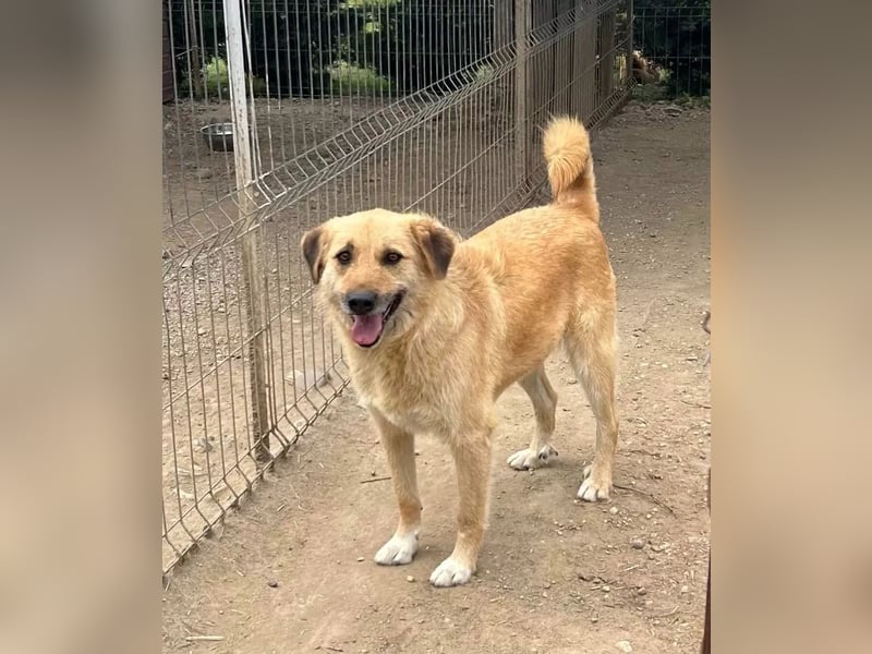 Flora Tierschutzhund sucht ein Zuhause