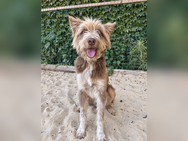 Charmanter Felix wartet auf unserem Tierschutzhof in Portugal!