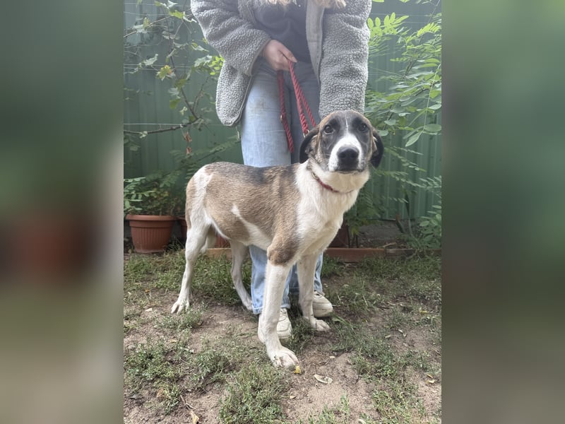 Hézöl sucht ihre Menschen!