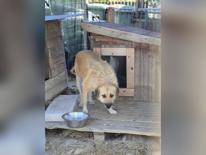Flora Tierschutzhund sucht ein Zuhause