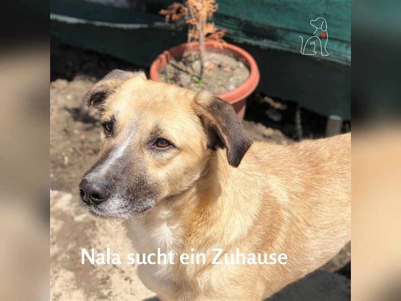 Nala - ca. 2 Jahre jung - sucht ihre Menschen