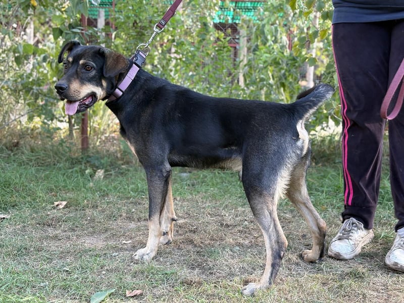 Lemmi,  hübscher Kerl sucht seine Familie