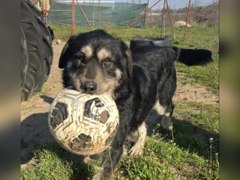 Hermiusz - Will dein Vertrauen gewinnen!