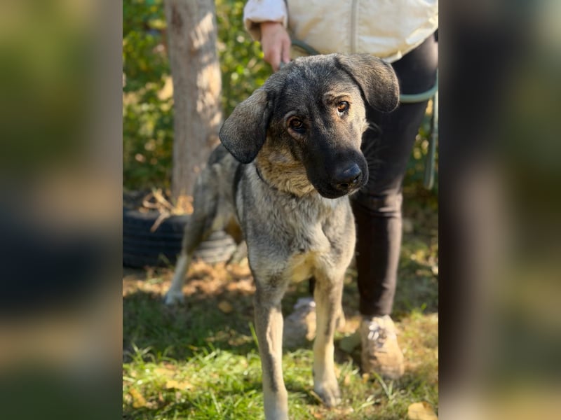 Barka  - möchte dein Herz erobern