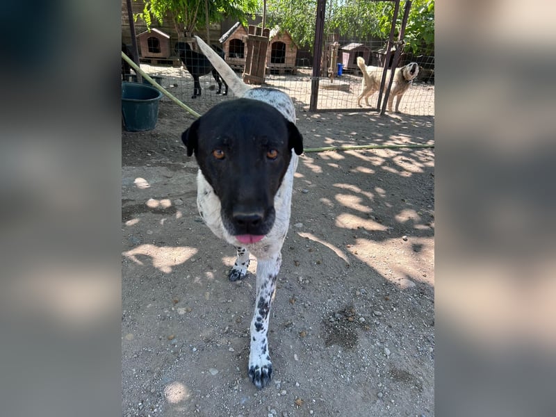 Rüde Monty auf Pflegestelle in D-Groß Gerau