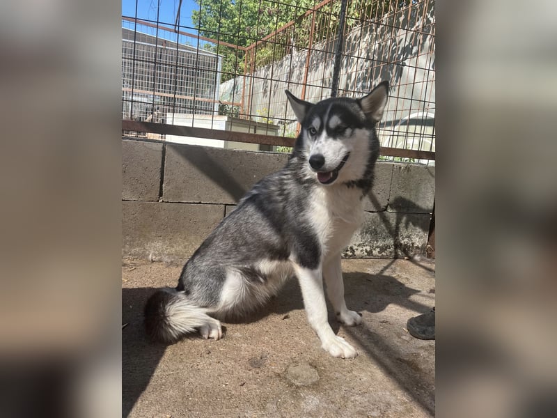 Hanna - Huskyhündin sucht Geborgenheit