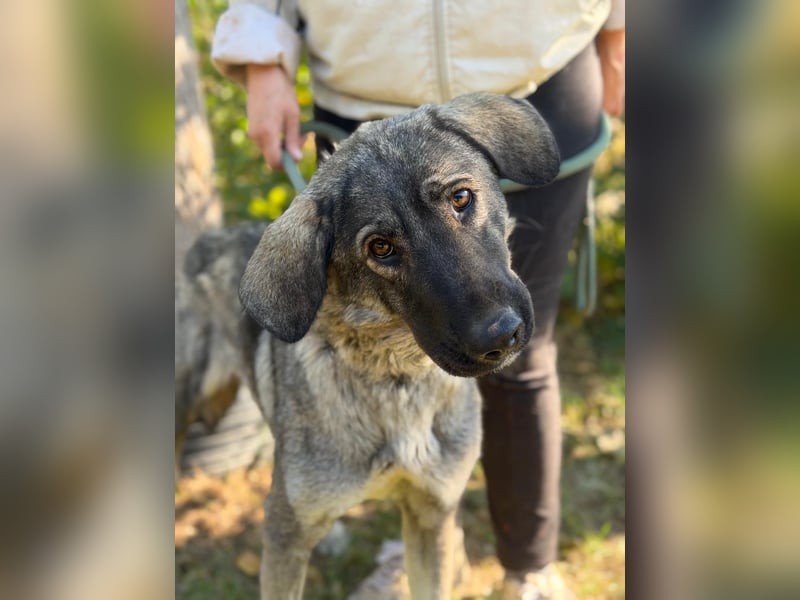 Barka  - möchte dein Herz erobern