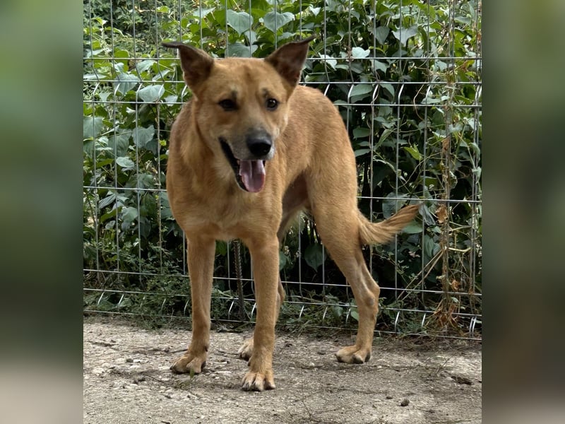 ⭐️FEIVEL⭐️, Rüde, 4,5 Jahre, 46 cm, Mischling, Tierschutz