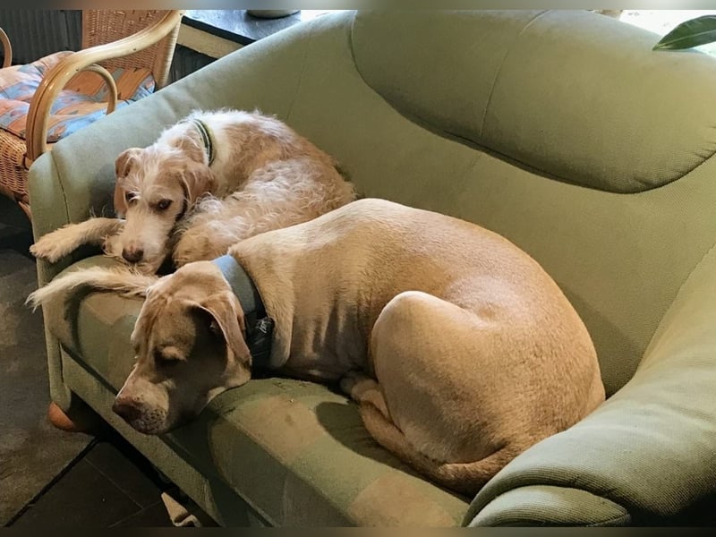 Anton - z.Zt.. in 52156 Monschau / Vermittlungshilfe