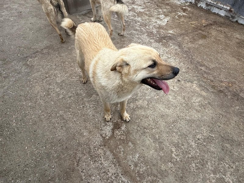Rüde Zadock sucht hier seine Familie