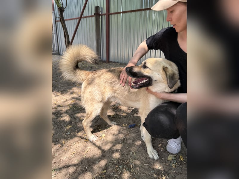 Csimo - warum wird er immer übersehen