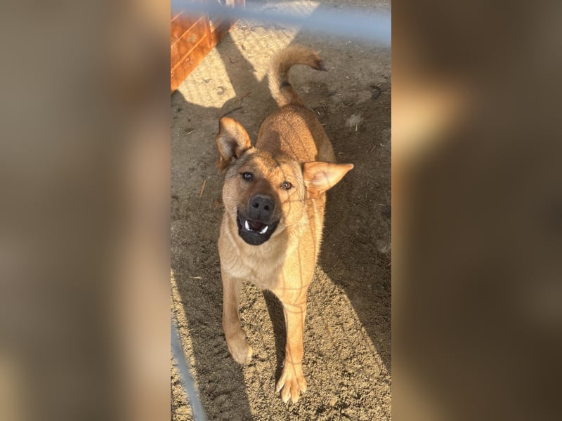 ⭐️BROWN BEAUTY⭐️, feinfühlige Hündin, 2 Jahre, 55 cm, Mischling, Tierschutz
