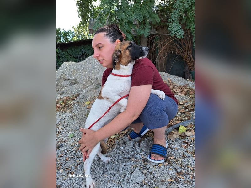 Hündin Tessa sucht dringend ihr neues Zuhause