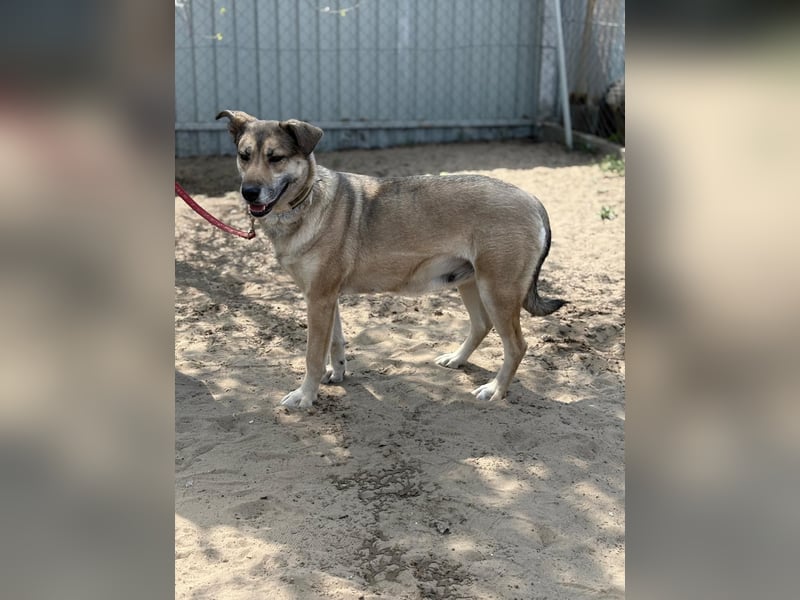 Nayeli sucht ein Zuhause mit Erfahrung